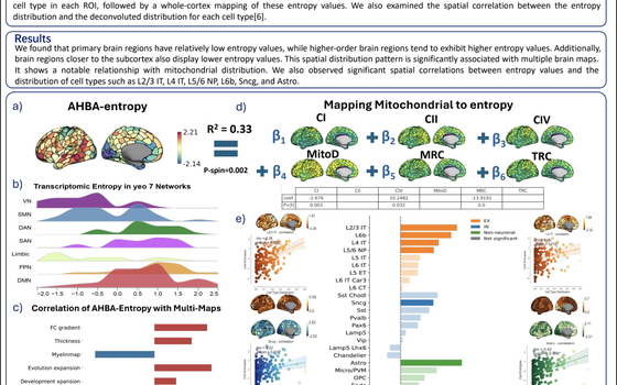 Mapping Cell-Type-Specific Transcriptomic Entropy Across the Cortex featured image