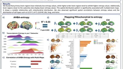 Mapping Cell-Type-Specific Transcriptomic Entropy Across the Cortex featured image
