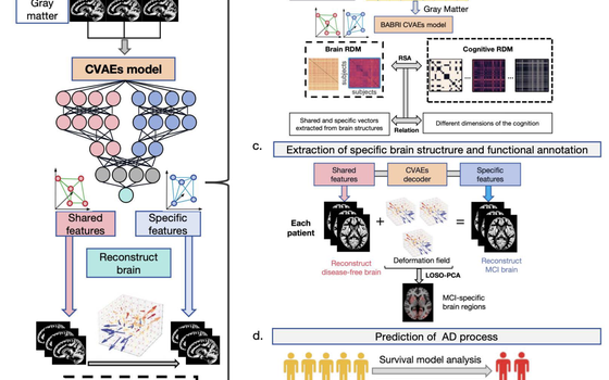 Decoupling MCI-specific signatures from shared neurobiological substrates of cognitive aging via deep learning featured image
